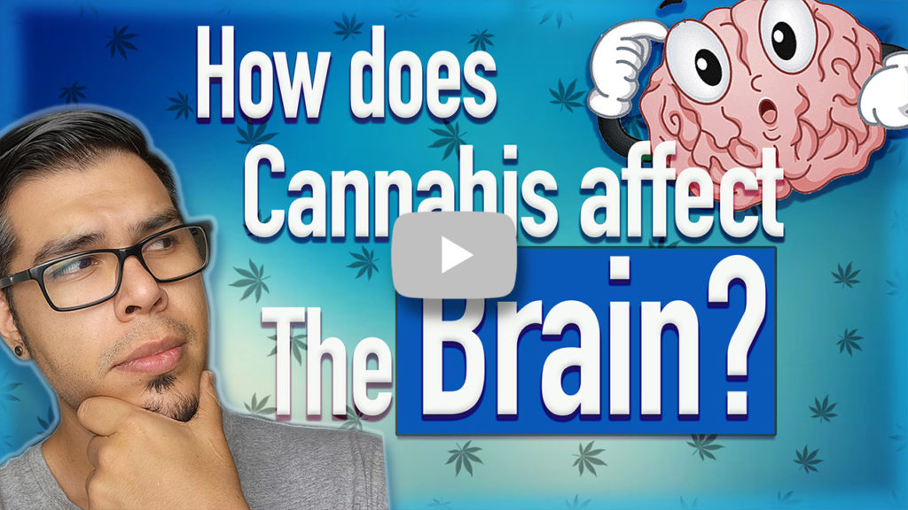 How does cannabis affect the brain? Click this image to watch and listen to David explain what is going on inside your body.
