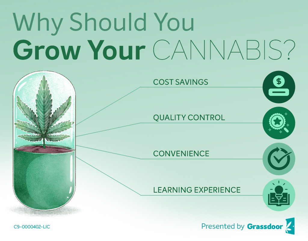 Why Should You Grow Your Own Cannabis?