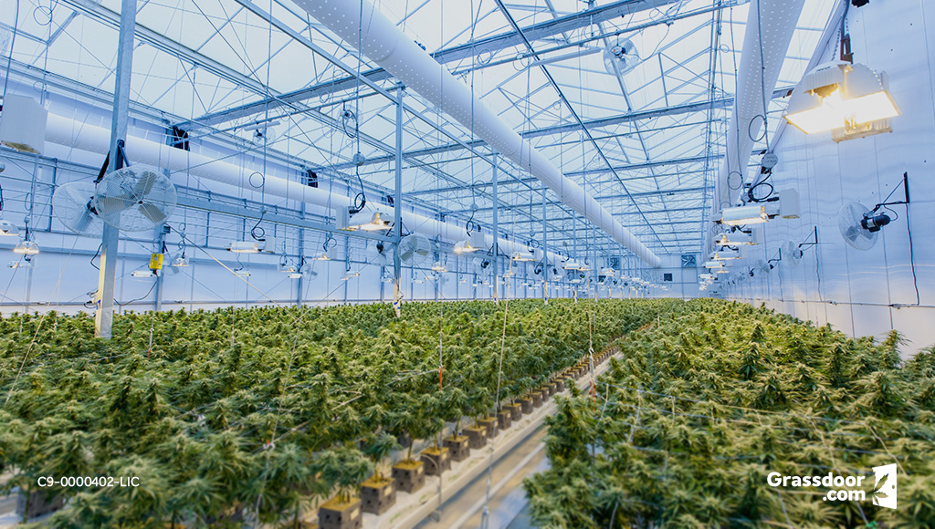 Indoor cultivation of weed in a greenhouse