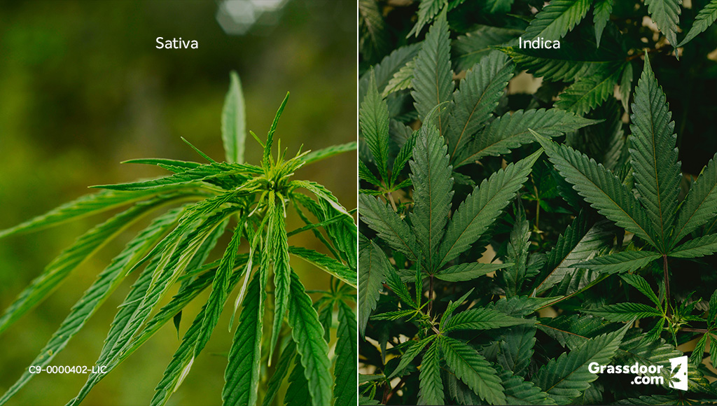 Comparison of Sativa and Indica