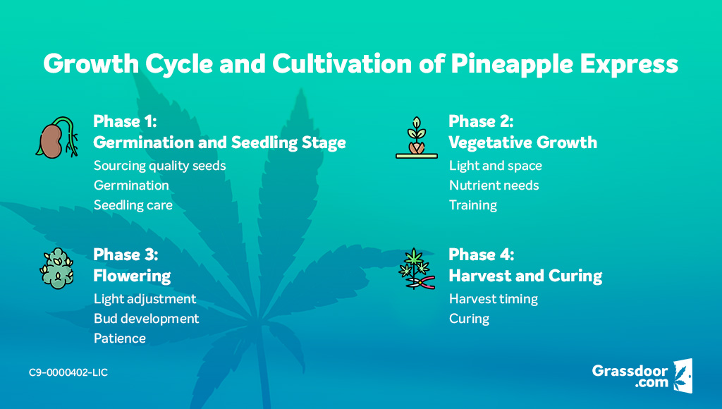 Growing Pineapple Express cannabis strain